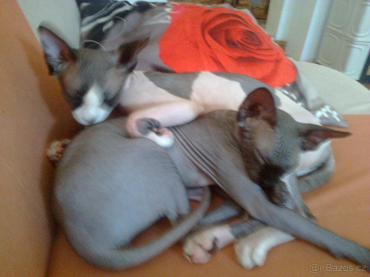 kanadský sphynx