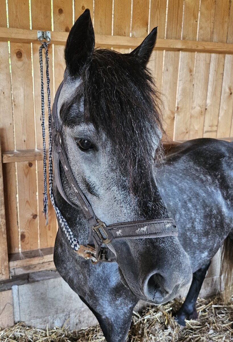 Nadějná pony klisna