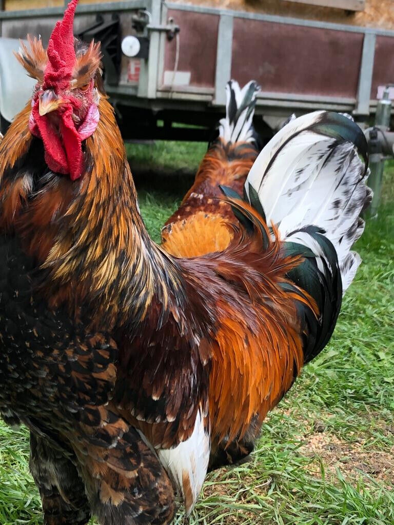 -KOHOUTI DO ČISTÉHO CHOVU I K HYBRID. SLEPICÍM