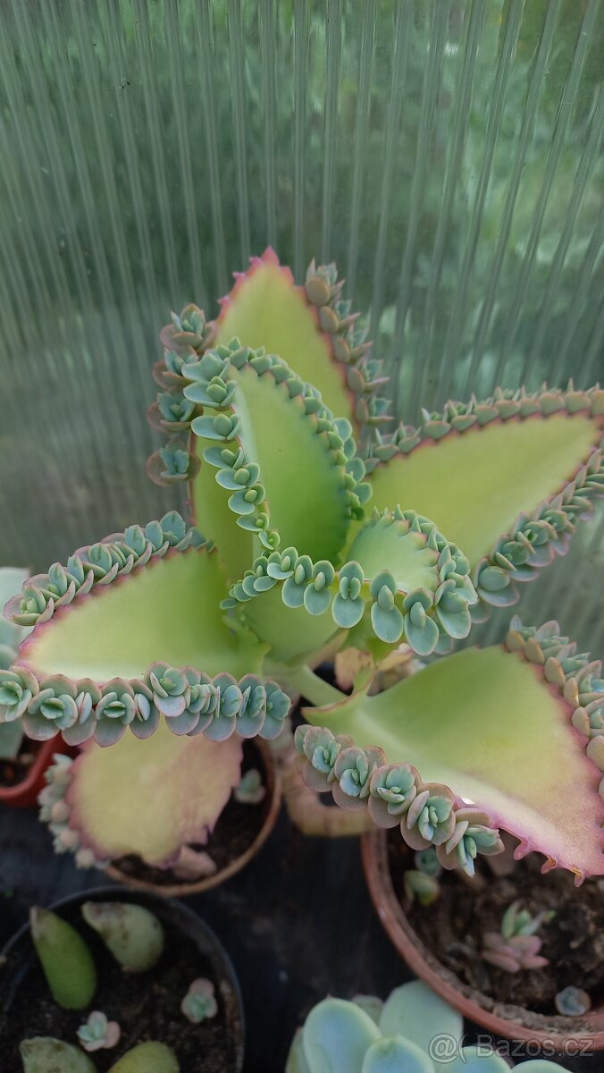 Kalanchoe daigremontiana, matka tisíců