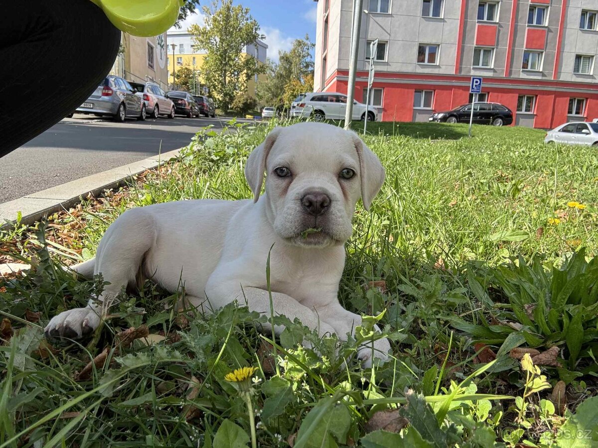 Prodám štěňátko Cane Corse