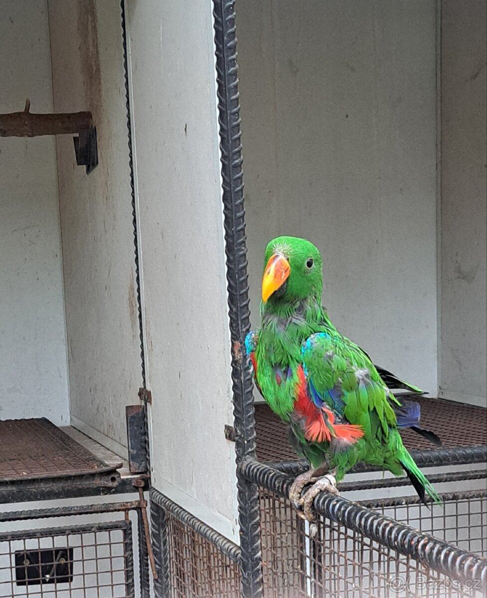 Eklektus různobarvý