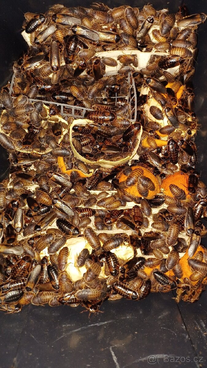 Šváb Argentinský - Blaptica Dubina