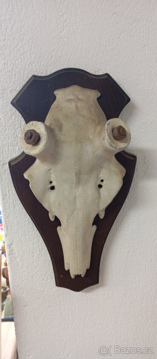 Kovová lebka na shozy,trofej,paroží.myslivost.