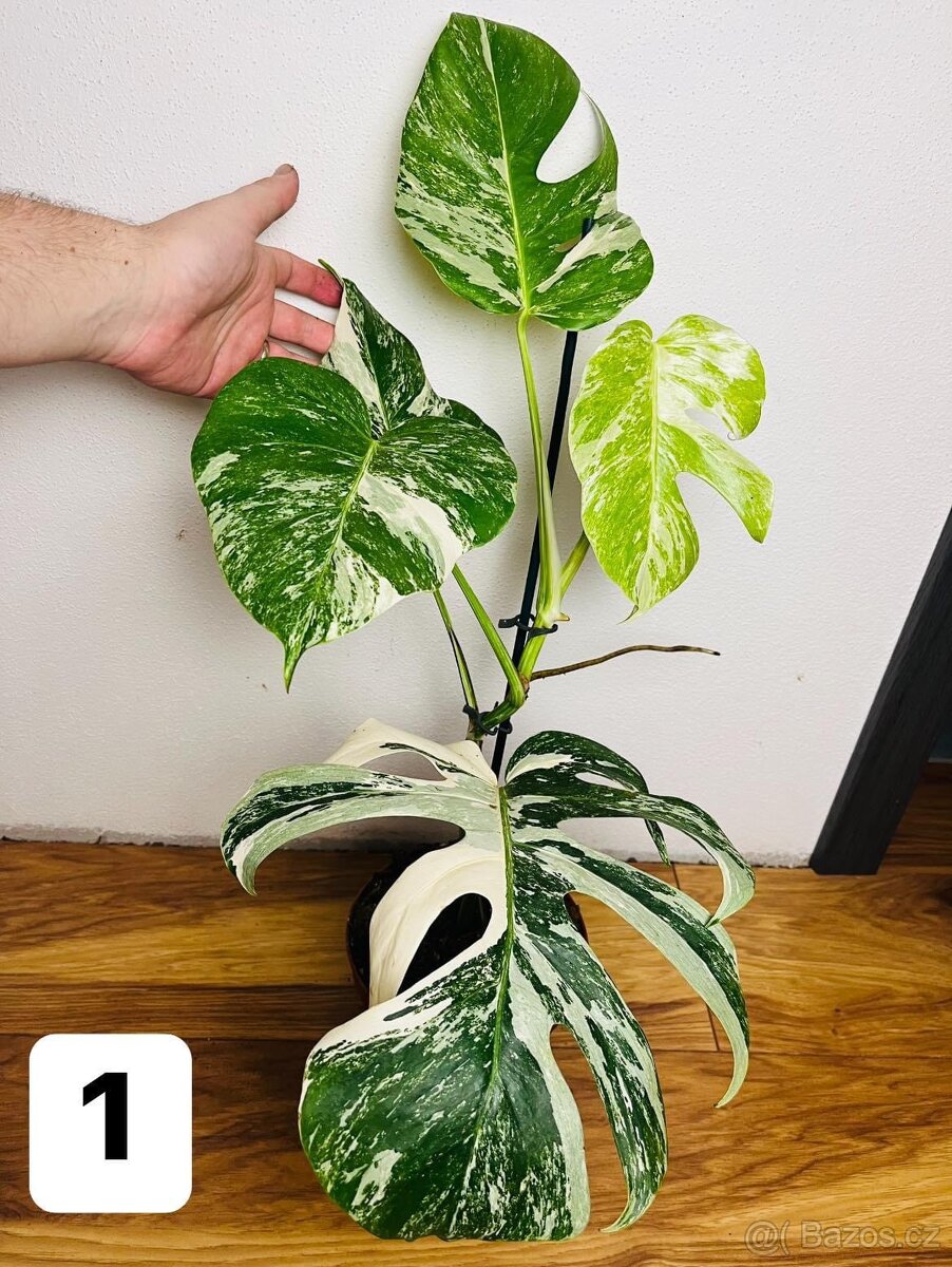 Monstera albo variegated