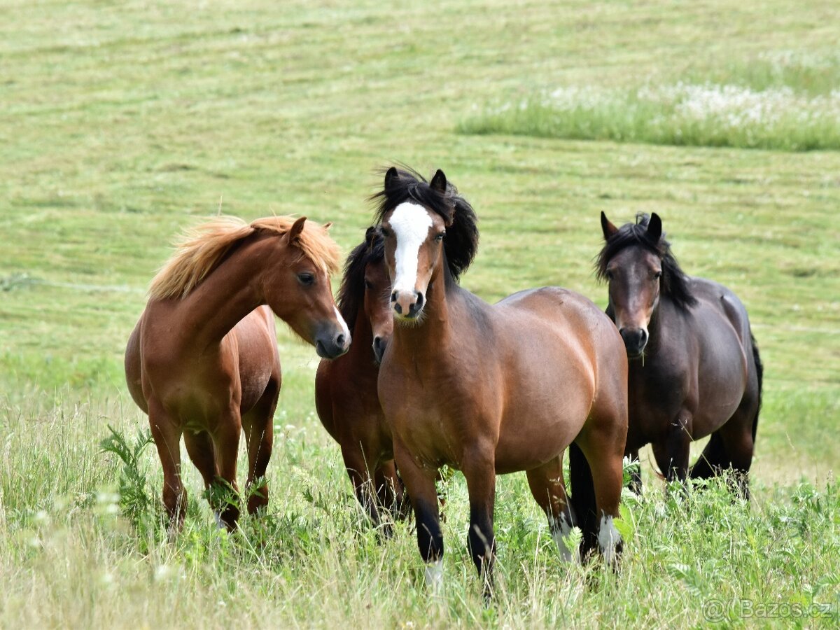 Hřebec Welsh pony of cob type, 2022