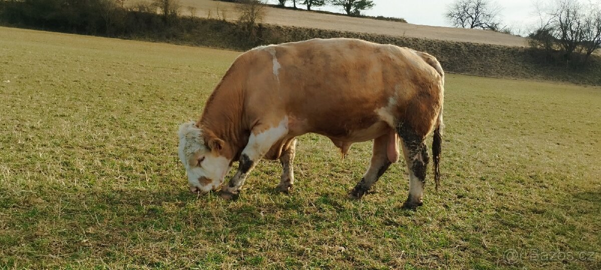 Plemenný býk