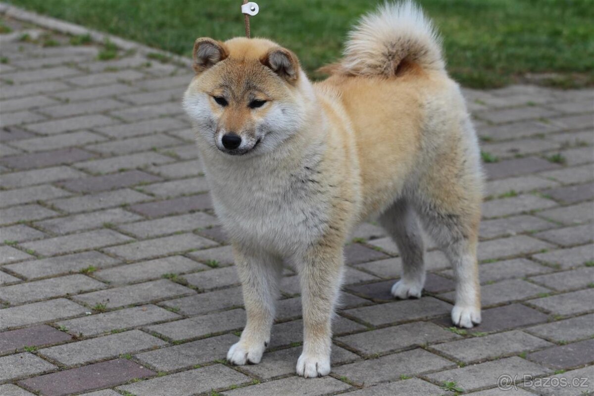Shiba Inu s PP FCI