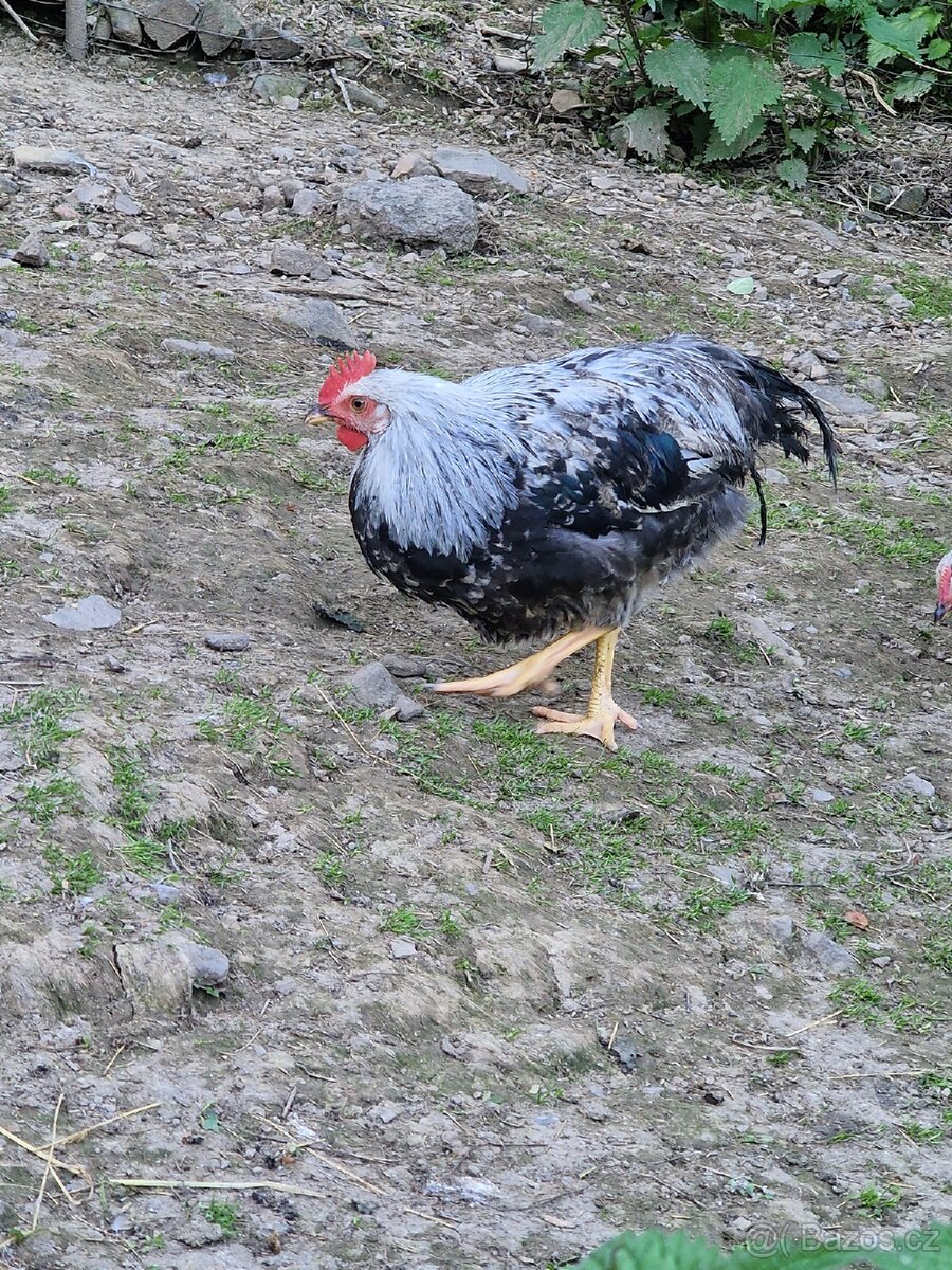 Letošní kohout Vlašky Stříbrné