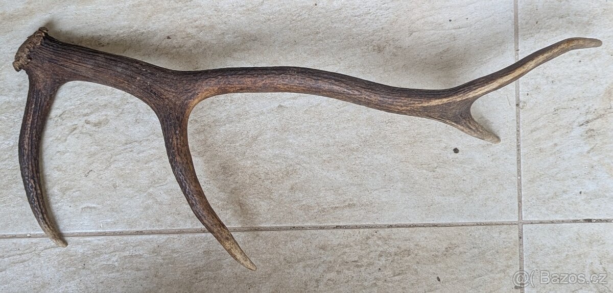 Paroh, 63 x 25 cm