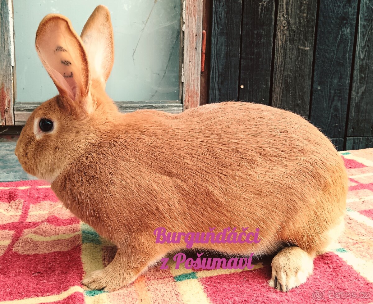 BURGUNDSKÝ králík s PP - SAMIČKA zr ⭐️⭐️⭐️