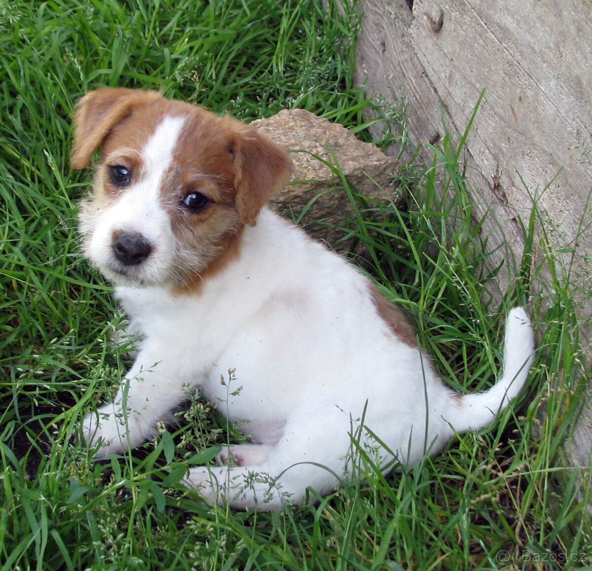 Jack Russell teriér– poslední fenka a 2 pejsci s PP k odběru