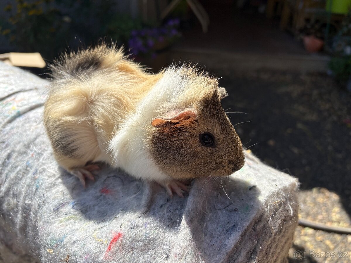 Morče morčata morčátka sameček ❤️