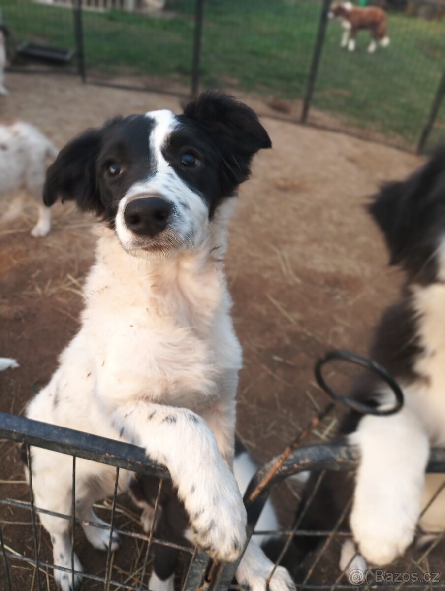 Border Kolie štěňátka dlouhosrstá