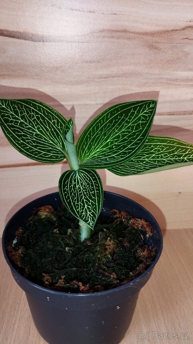 Ludisia Discolor Alba ( jewel orchid )