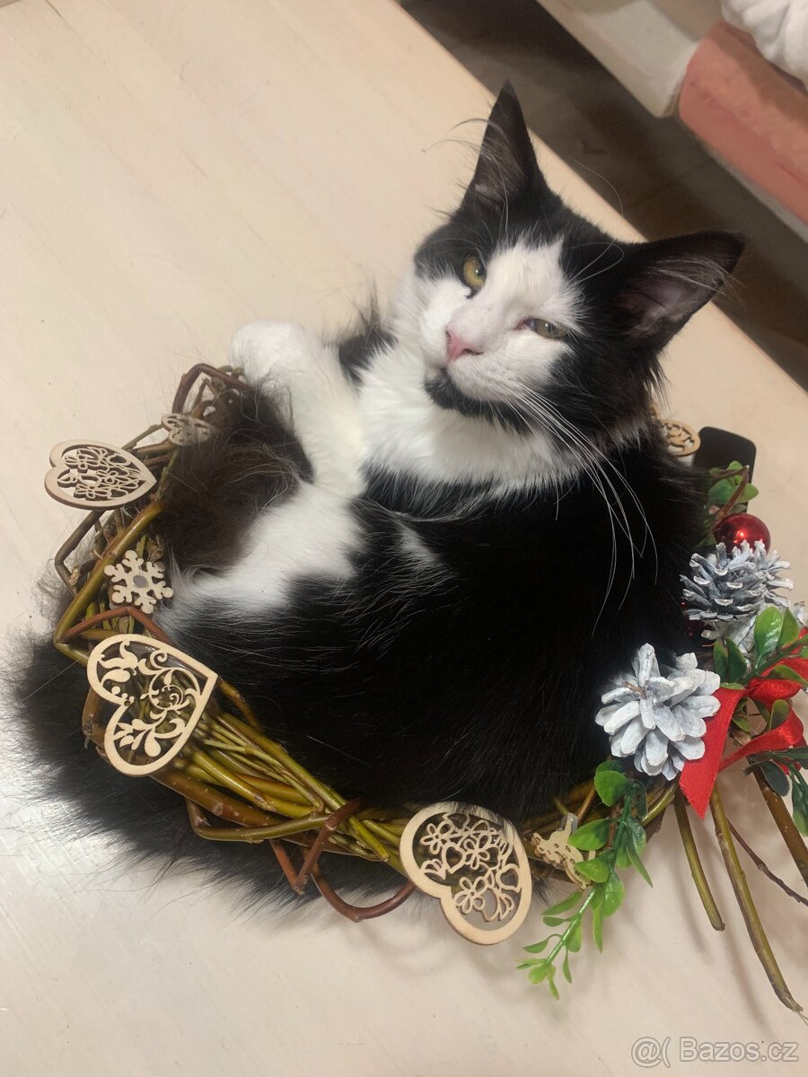 mainská mývalí kočka s PP