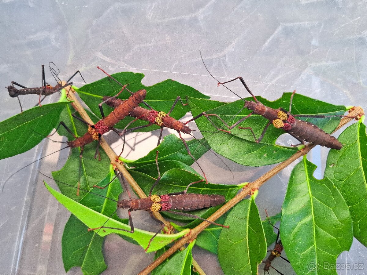 Pseudophasma subapterum