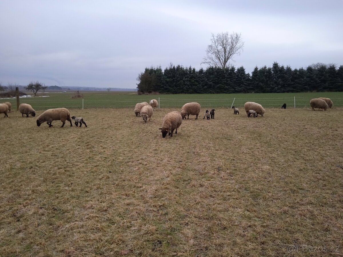 Prodám masná jehňata