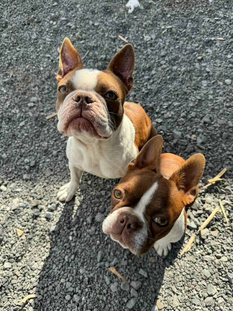 Bostonský teriér s PP- Očekáváme vrh 💖🐶