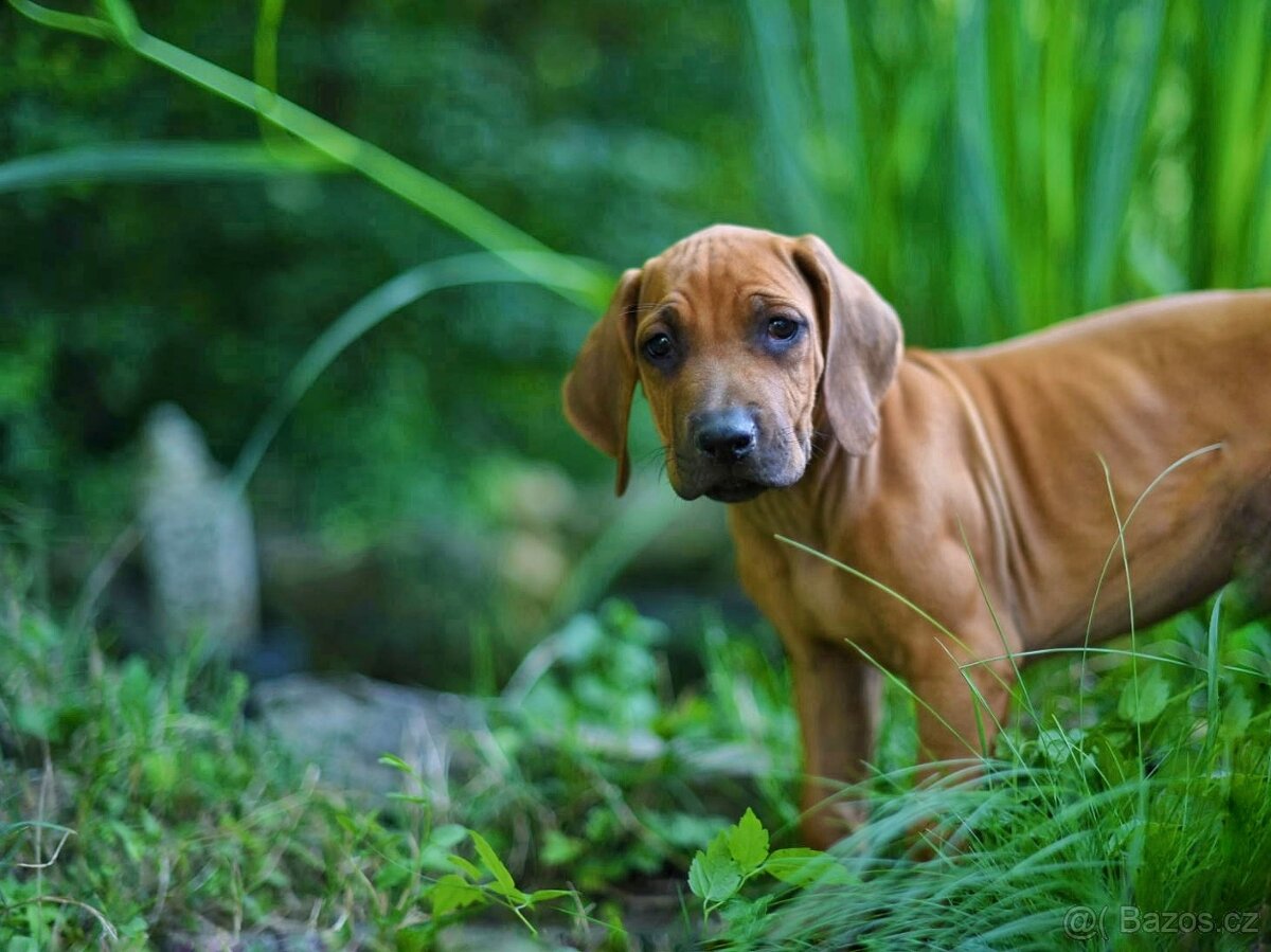 Rhodéský ridgeback / Rhodesian Ridgeback šteniatka s PP