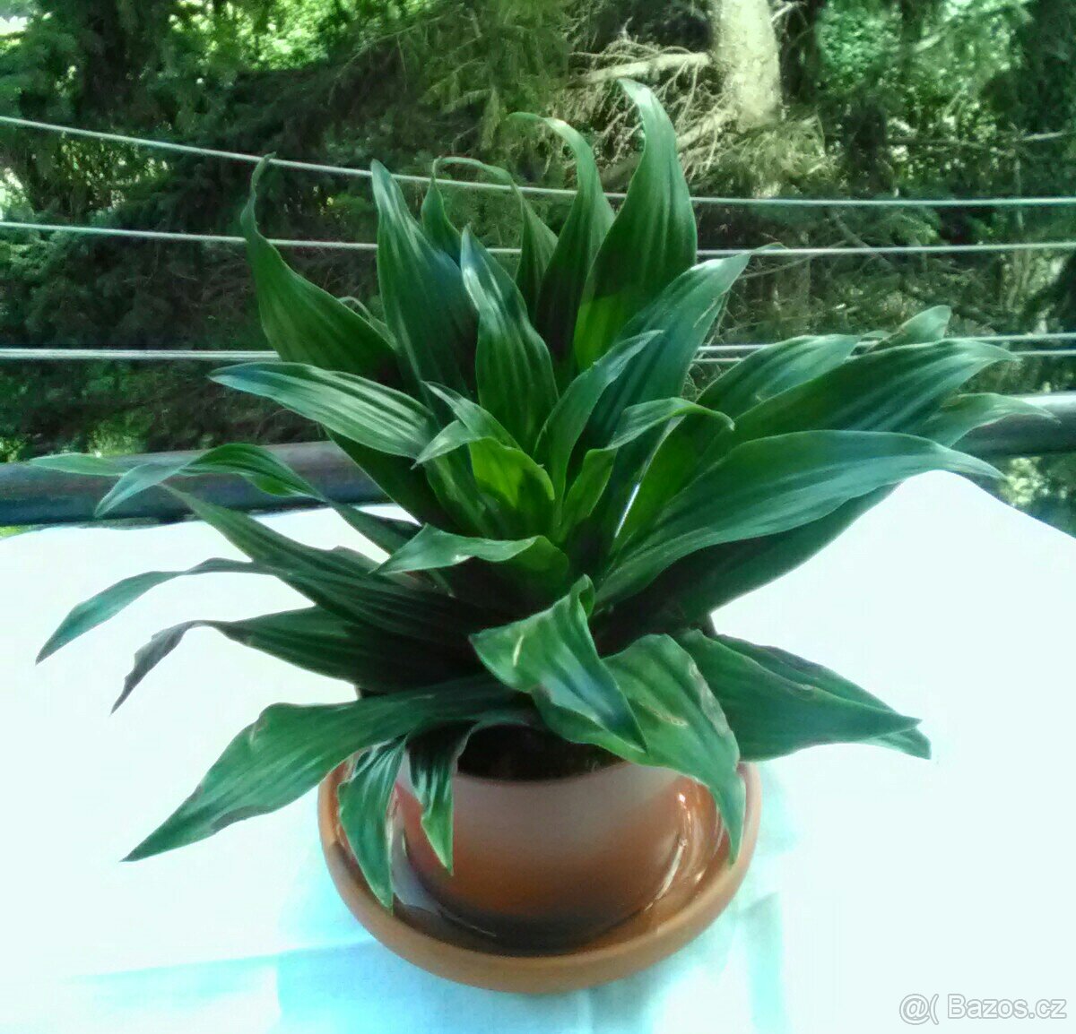 Pokojová rostlina dracena