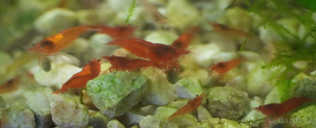 krevety: Neocaridina bloody mary