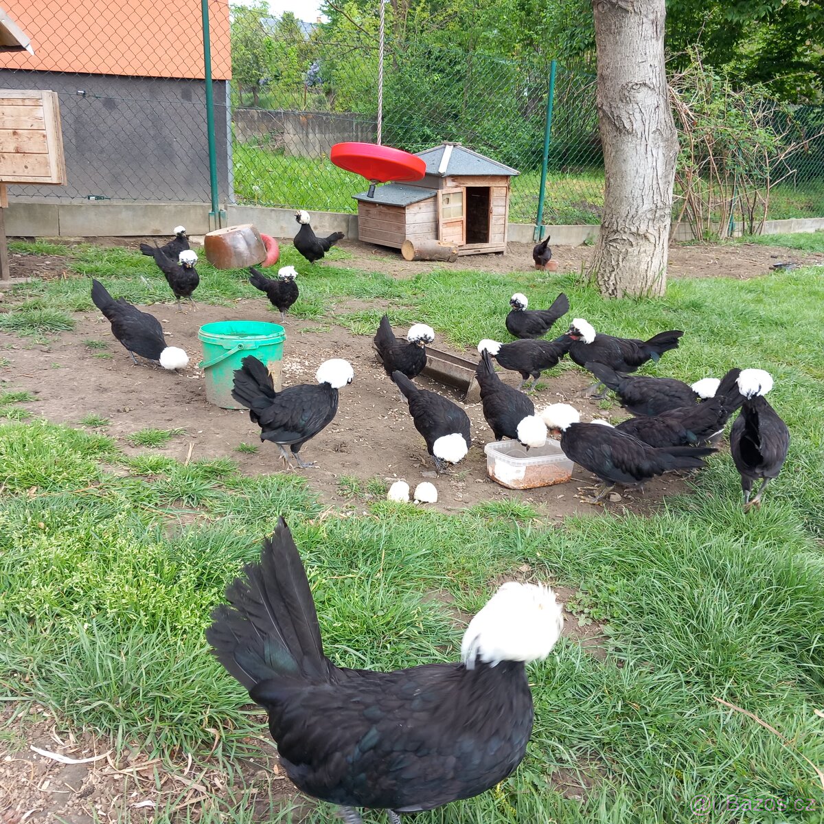 Páreček zdrobnělé holanďanky černé