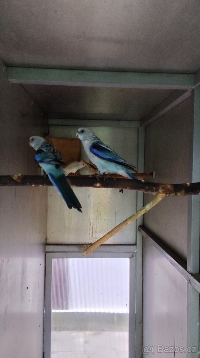 Rosela pestrá modrá na/ino