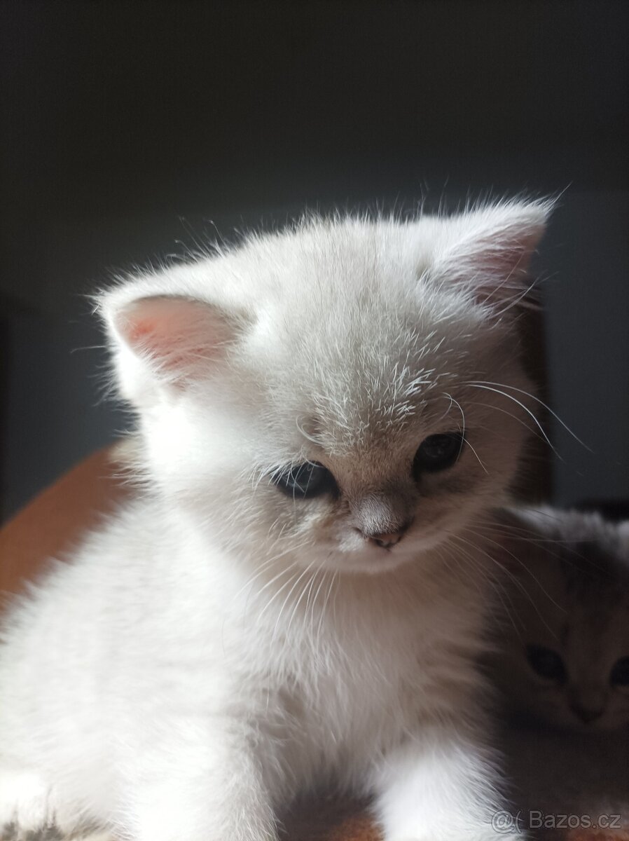 Luxusní koťátka Britské činčily