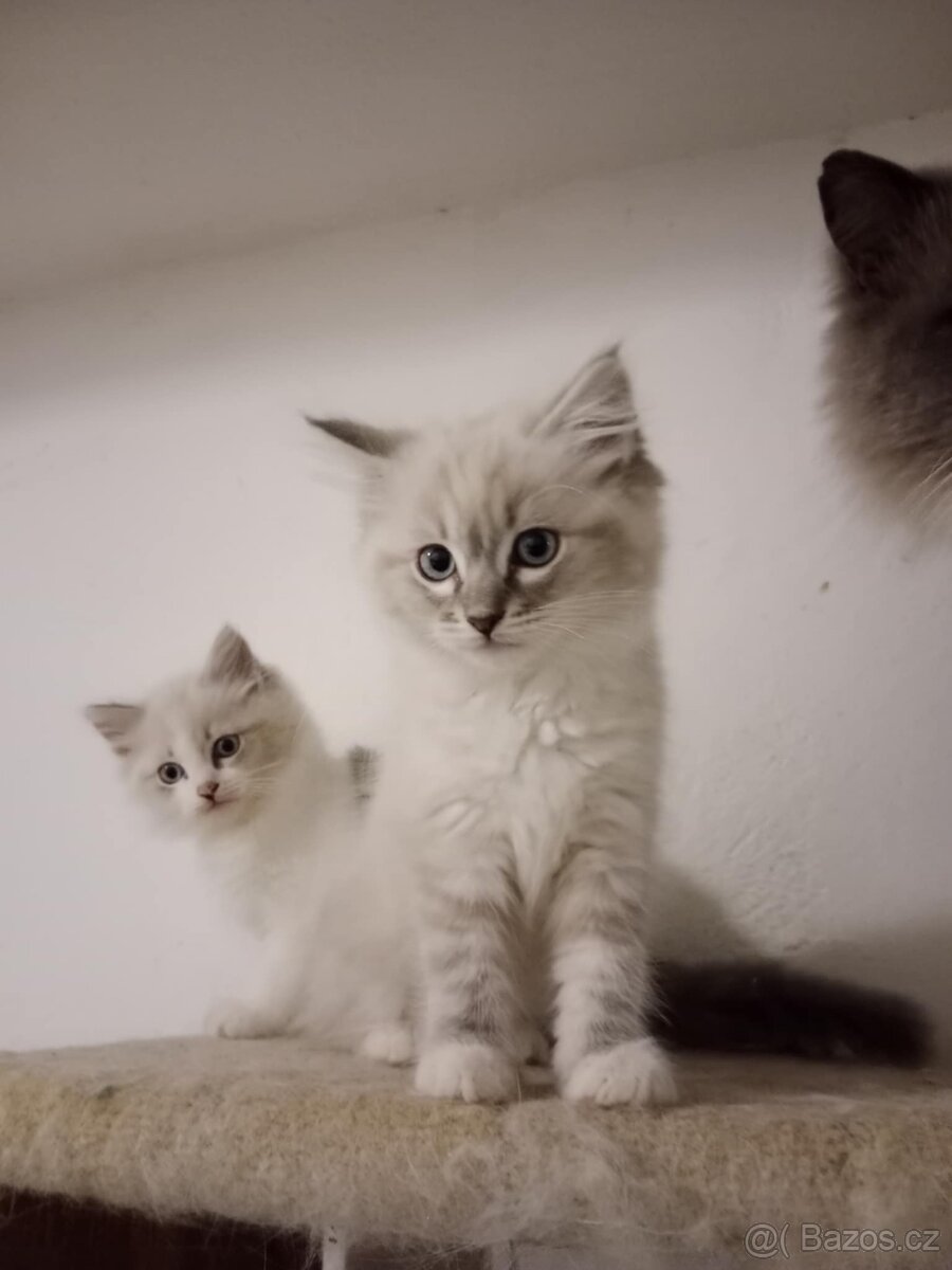 Ragdoll koťátka bez PP