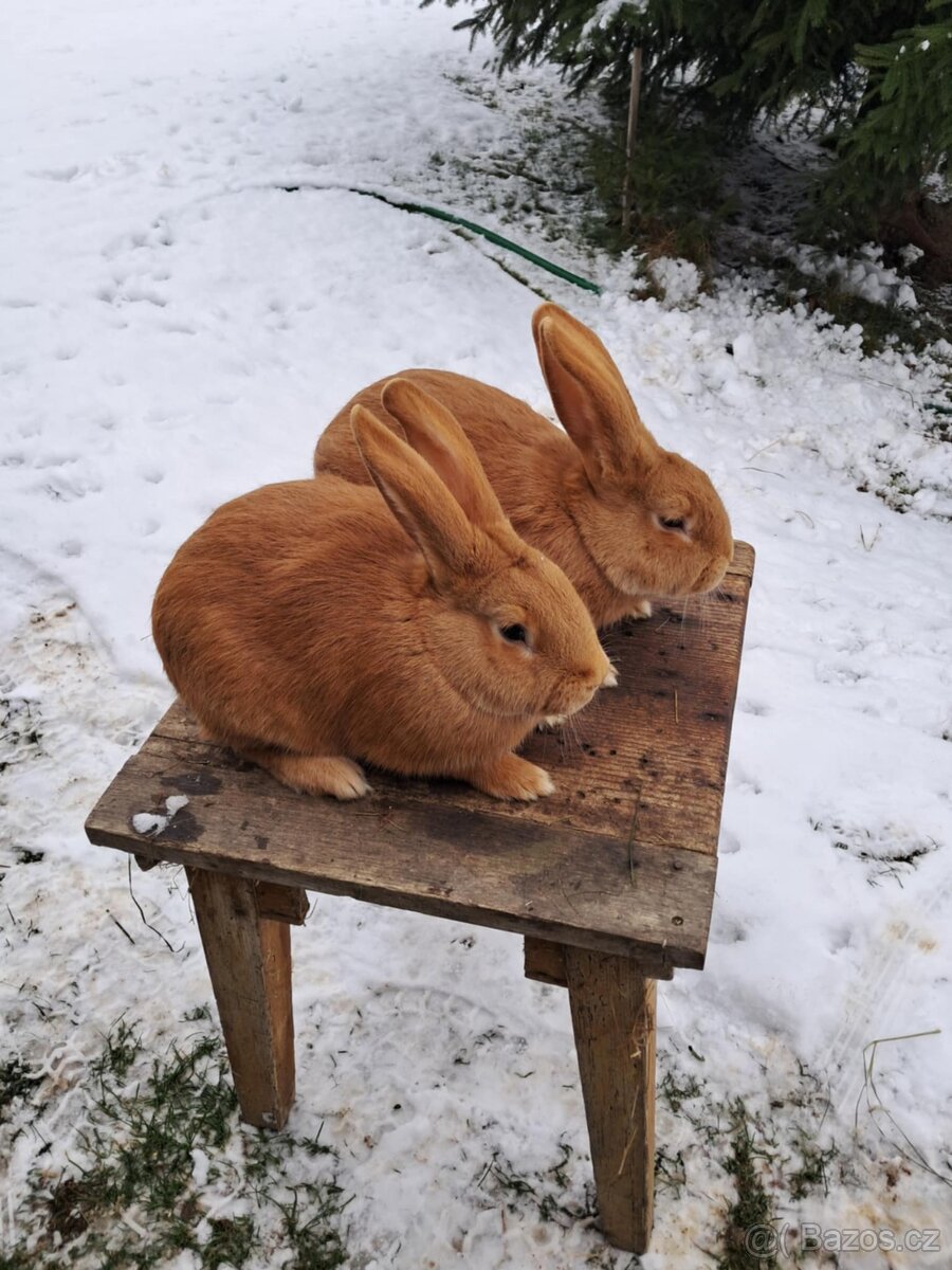 Burgundský králík