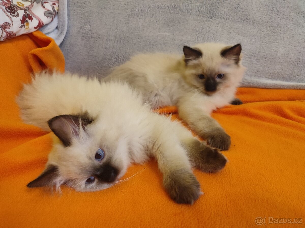 Ragdoll koťátka bez PP