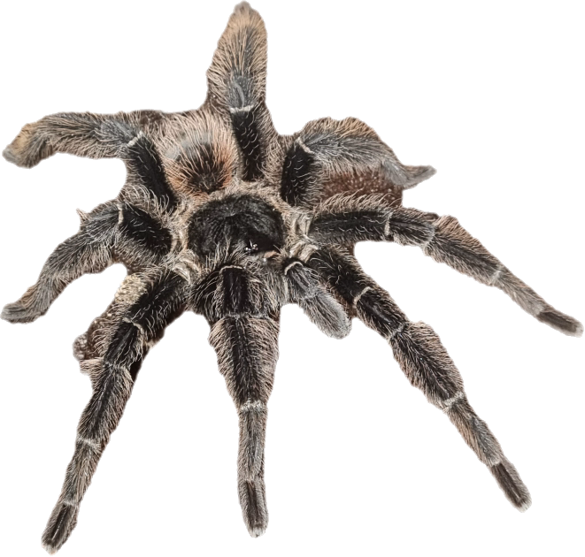 Sklipkani kaderavy. Samci