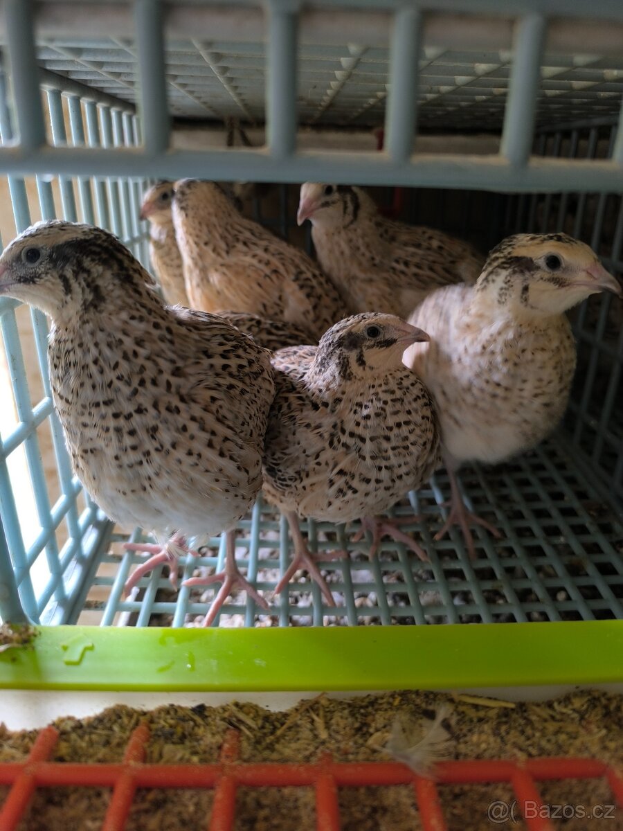 Křepelka japonská - masná