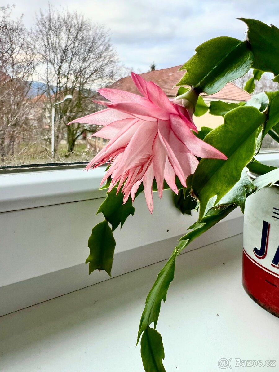 Schlumbergera - zbierkové raritné kultivary