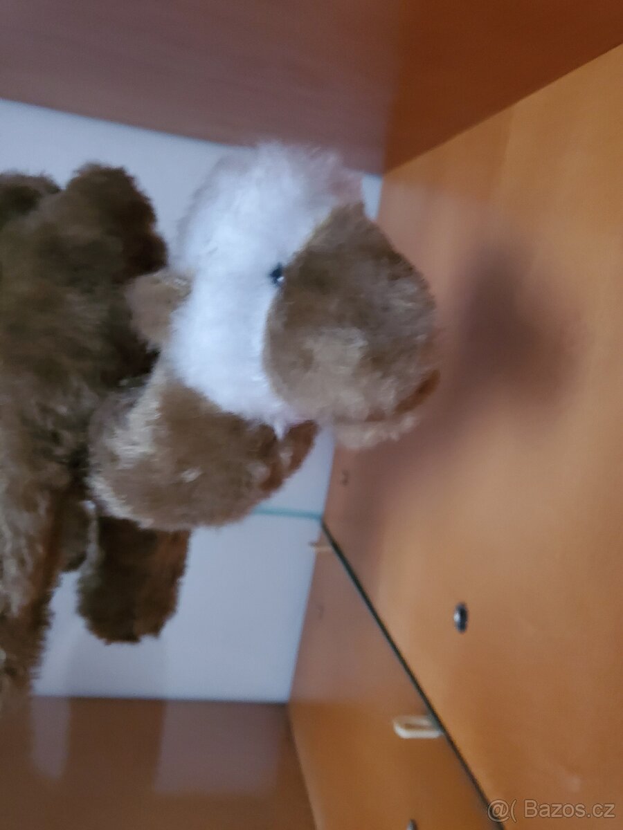 velbloud