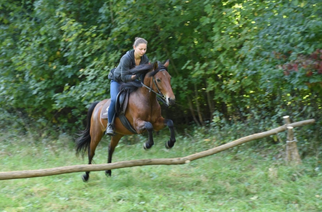 Pronájem pony kobylky 140cm