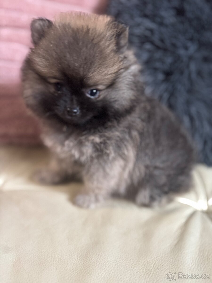 Pomeranian