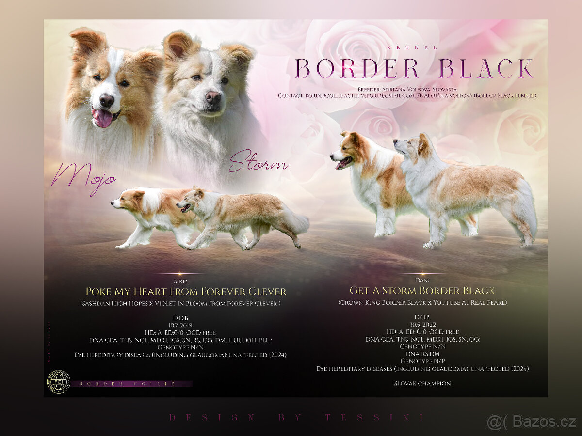 Border kolie s PP