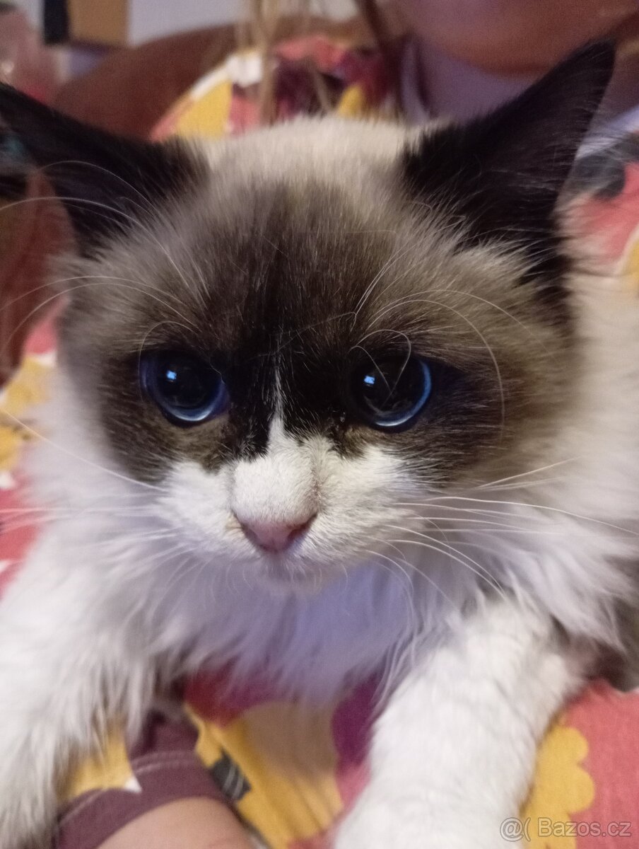Ragdoll kocourek, kotě.