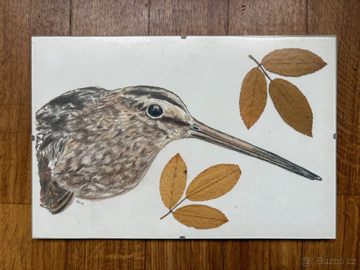 Sluka lesní - obraz