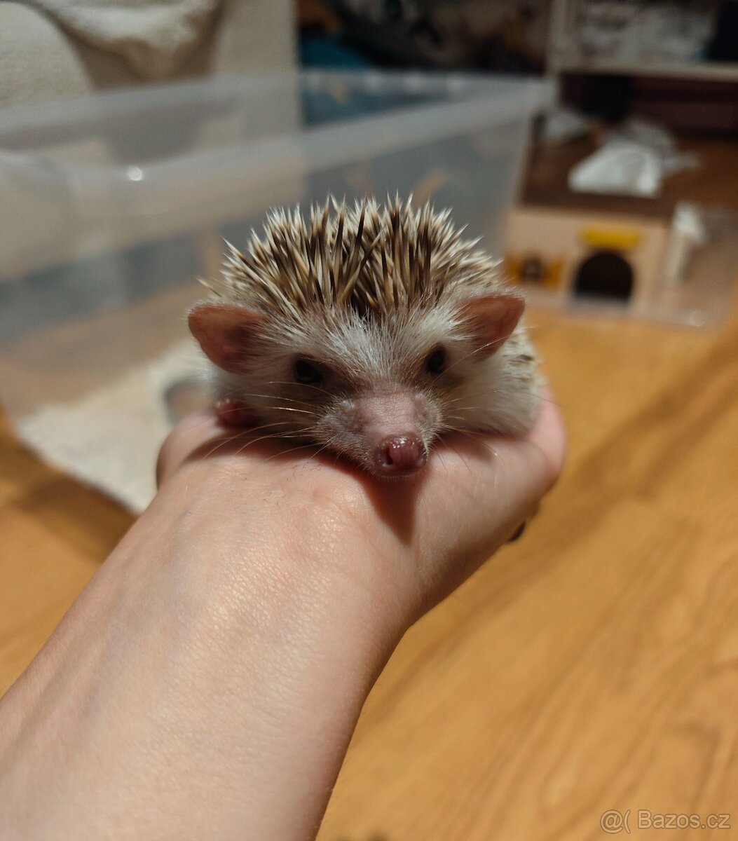 Bělobřichý ježek