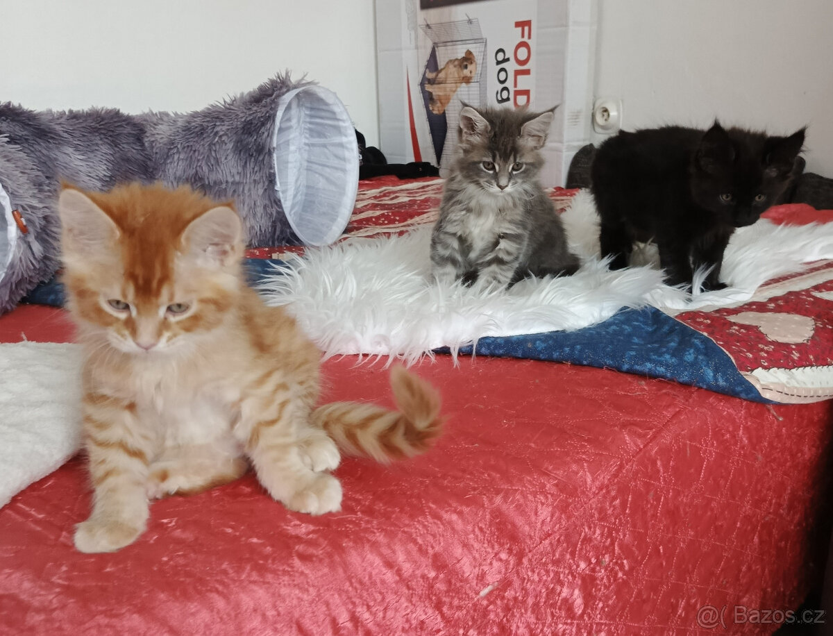 Mainská mývalí koťátka.
