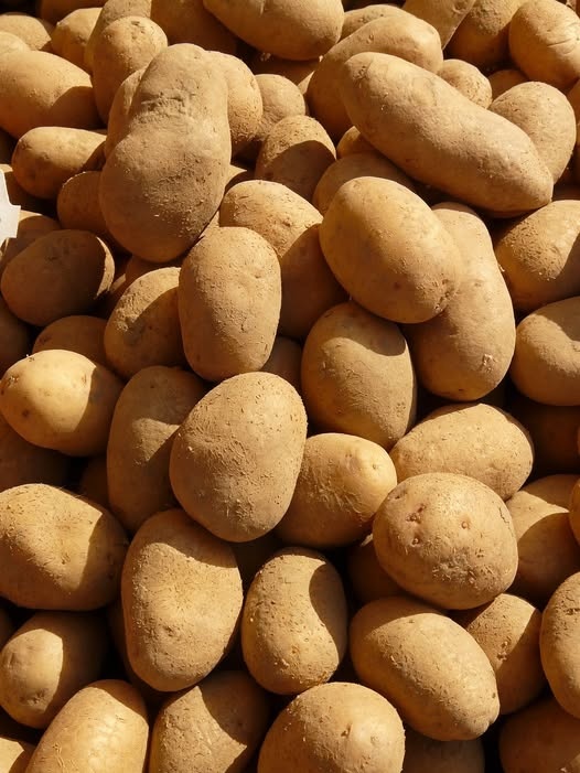 BIO brambory Adéla za 8 korun za kilogram