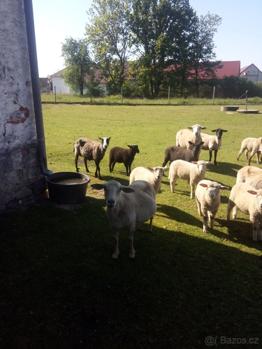 Prodám jehňata