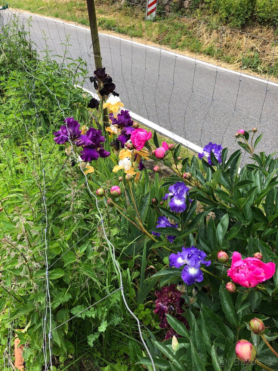 Kosatce