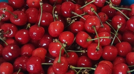 Domácí třešně v BIO kvalitě