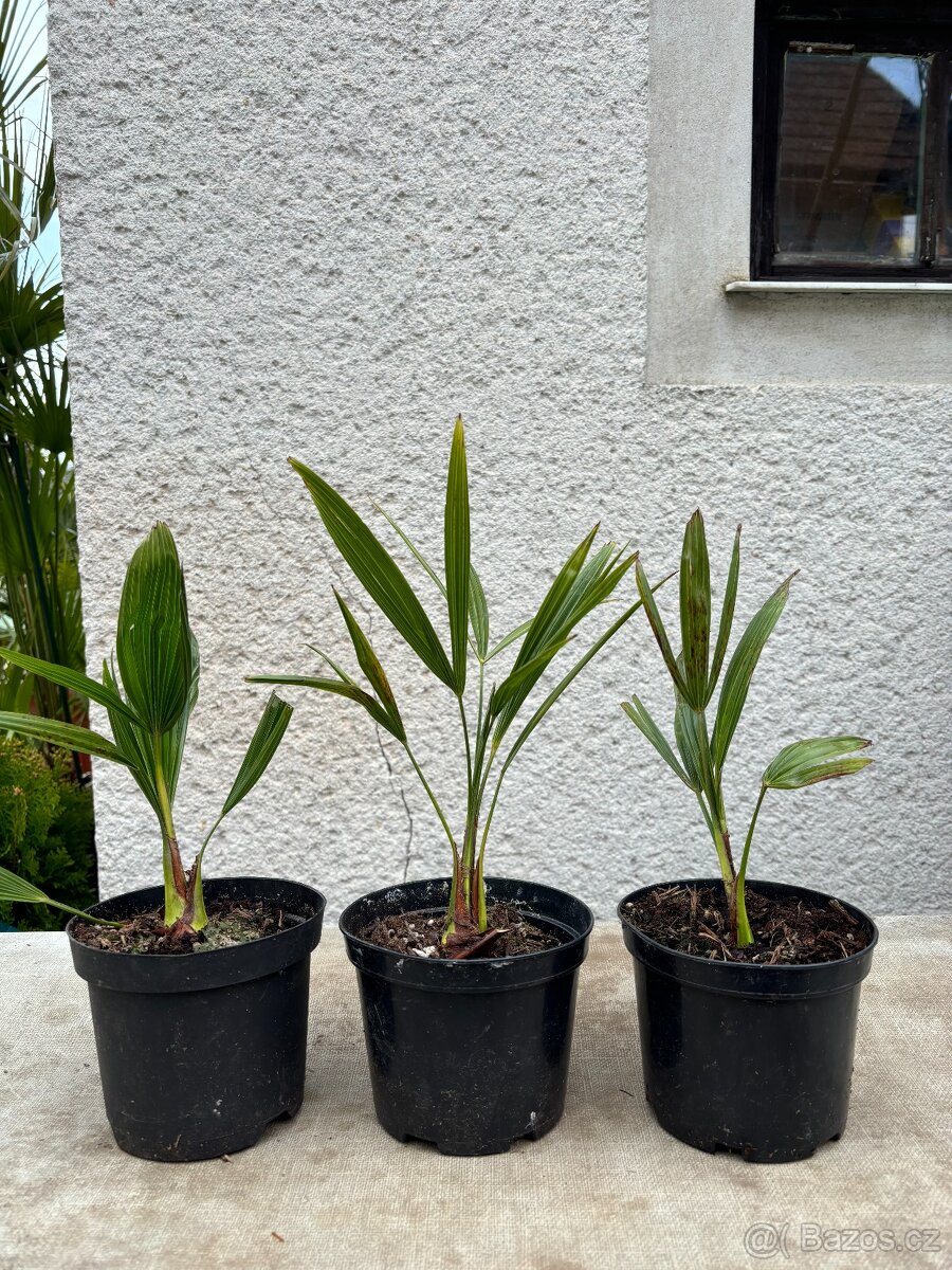 Palma konopná 30cm