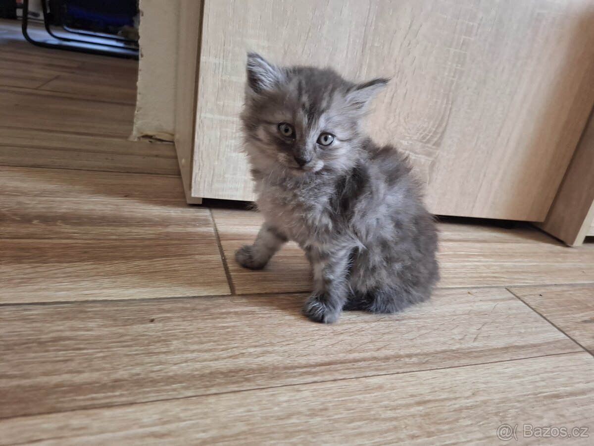 Kočka domácí alias whiskas