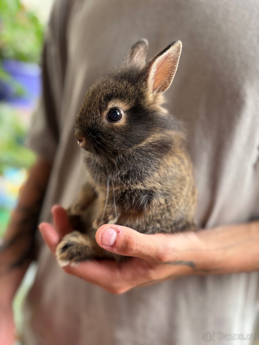 ♥️zakrslý králík / samička